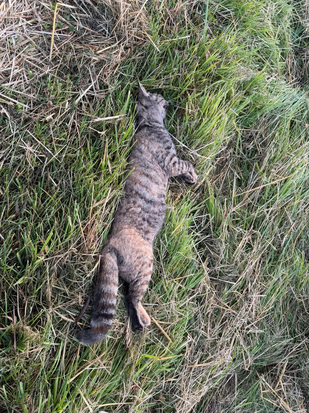 Found cat