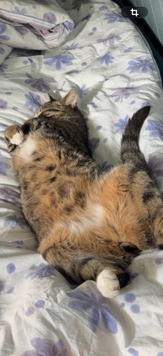 Lost Cat in Halden