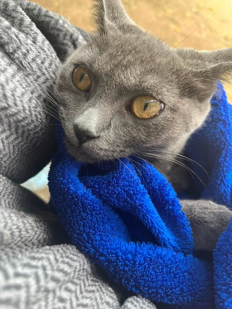 Lost Cat in Leeds