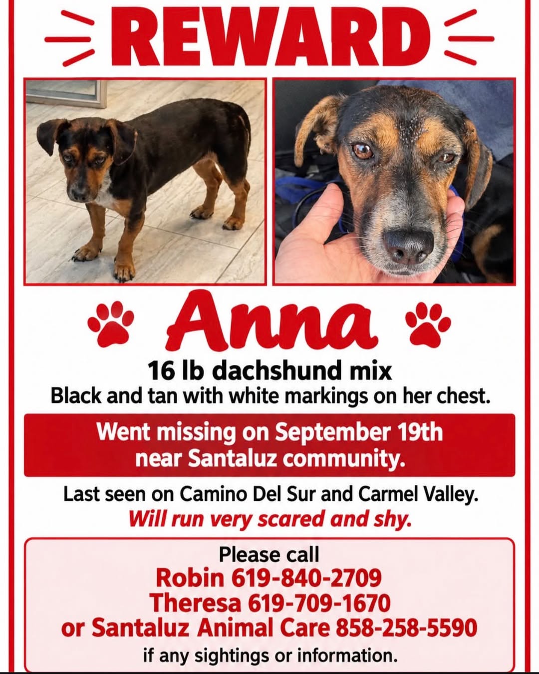 Lost Dog in Santaluz