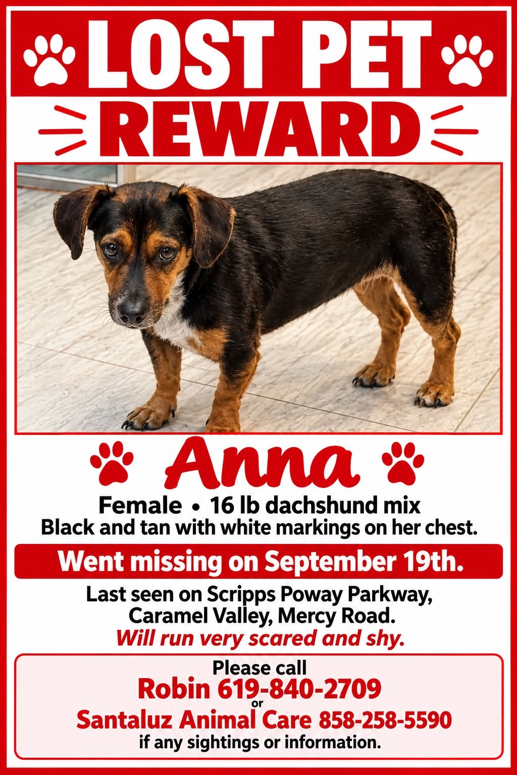 Lost Dog in San Diego
