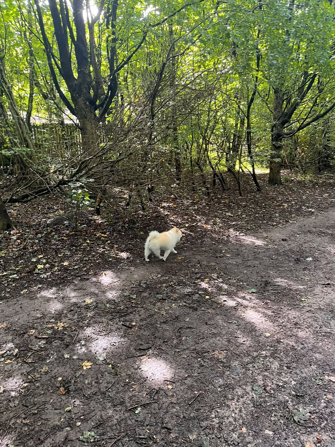Found dog