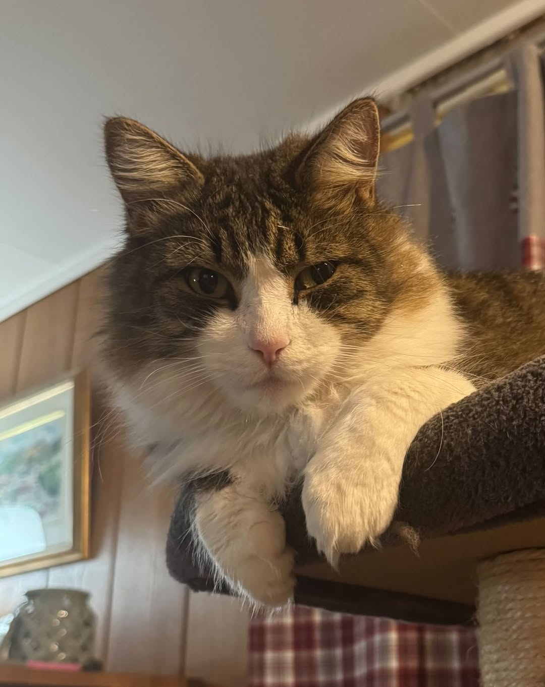 Lost Cat in Halden