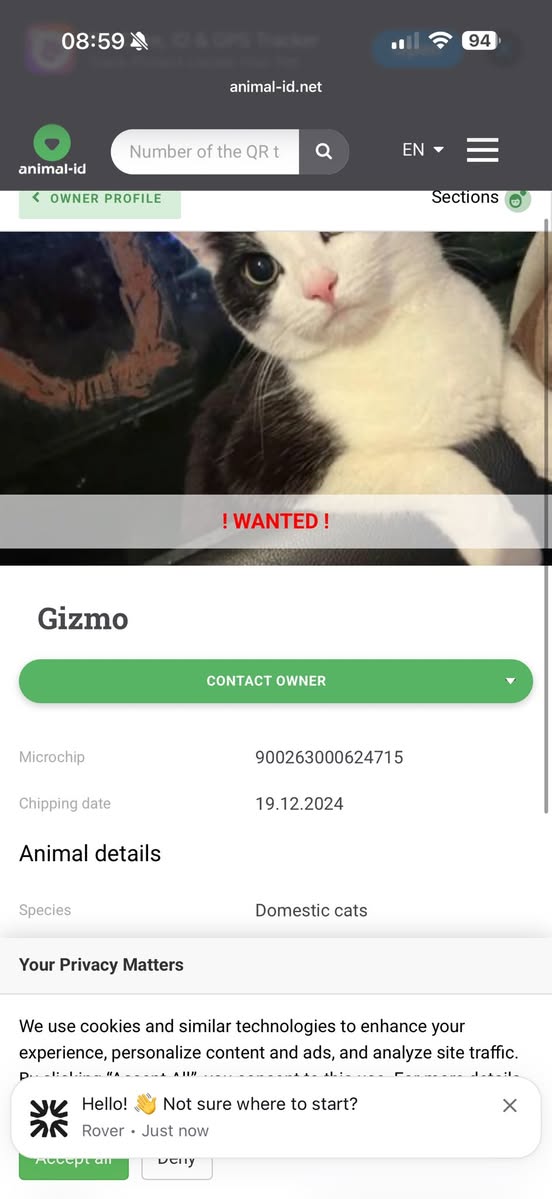 Lost Cat in Manchester