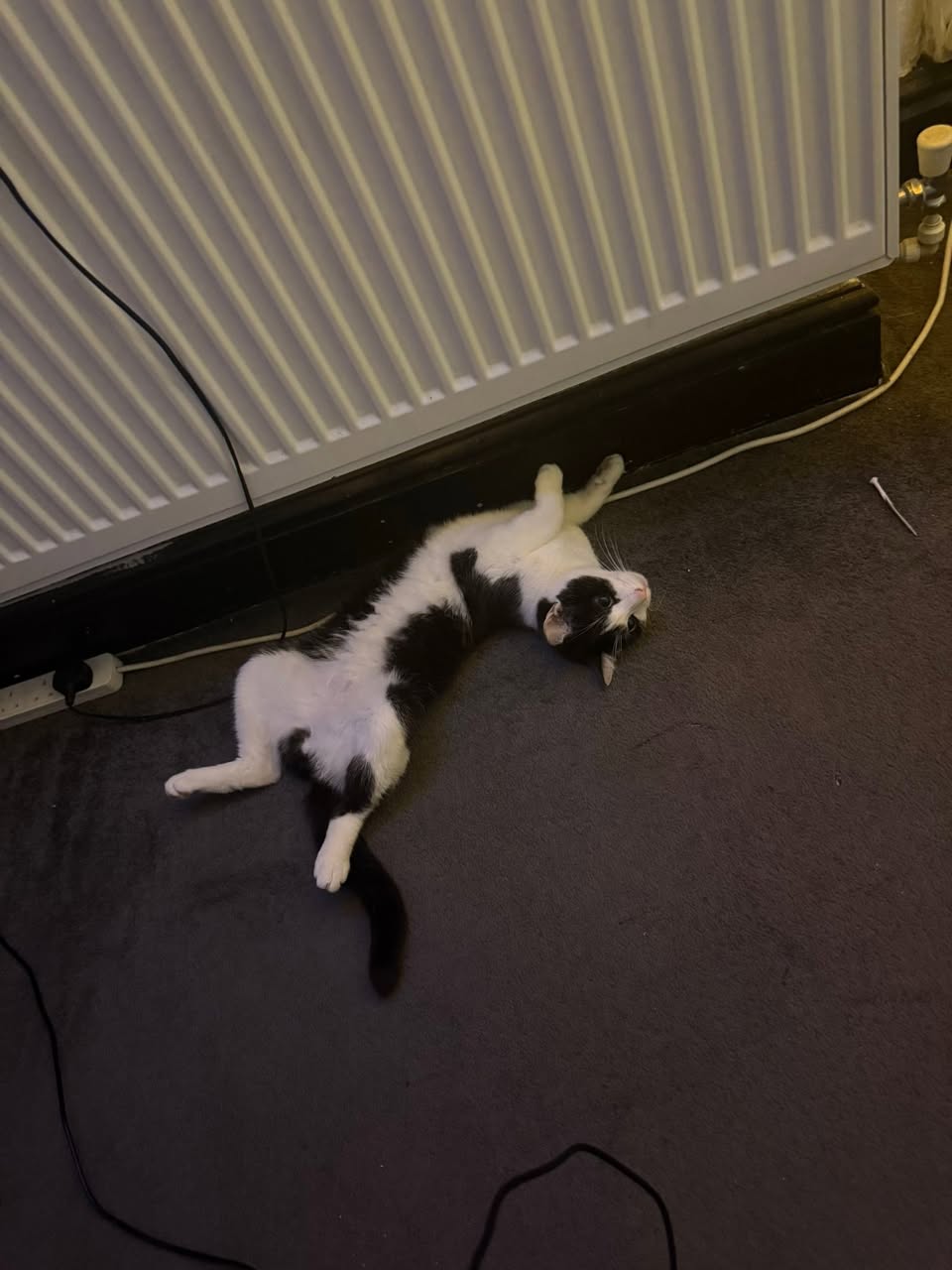 Lost Cat in Leigh