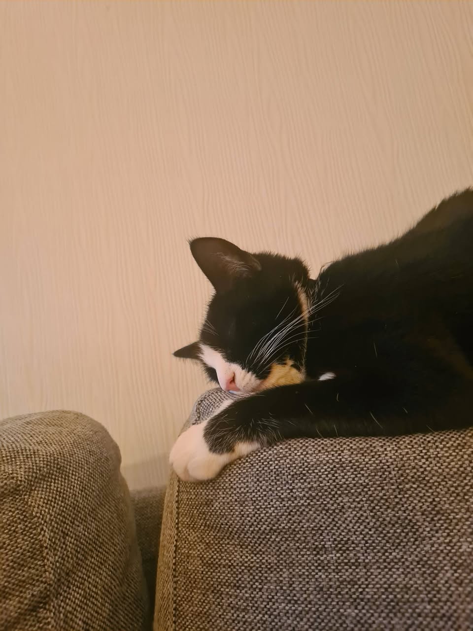 Lost cat