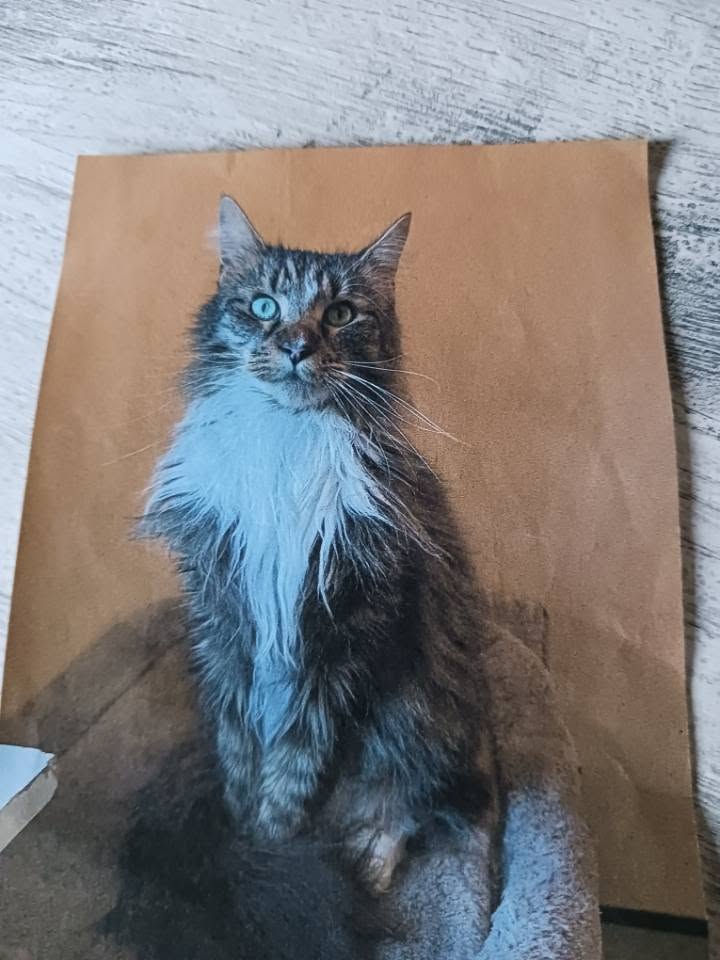 Lost Cat in Broager