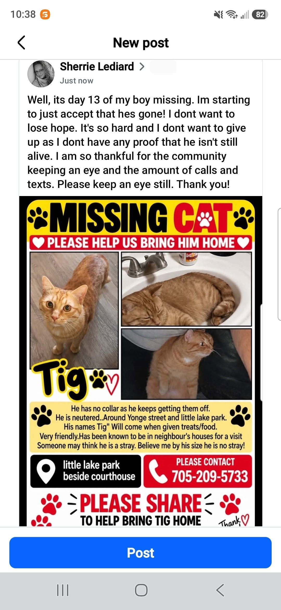 Lost cat