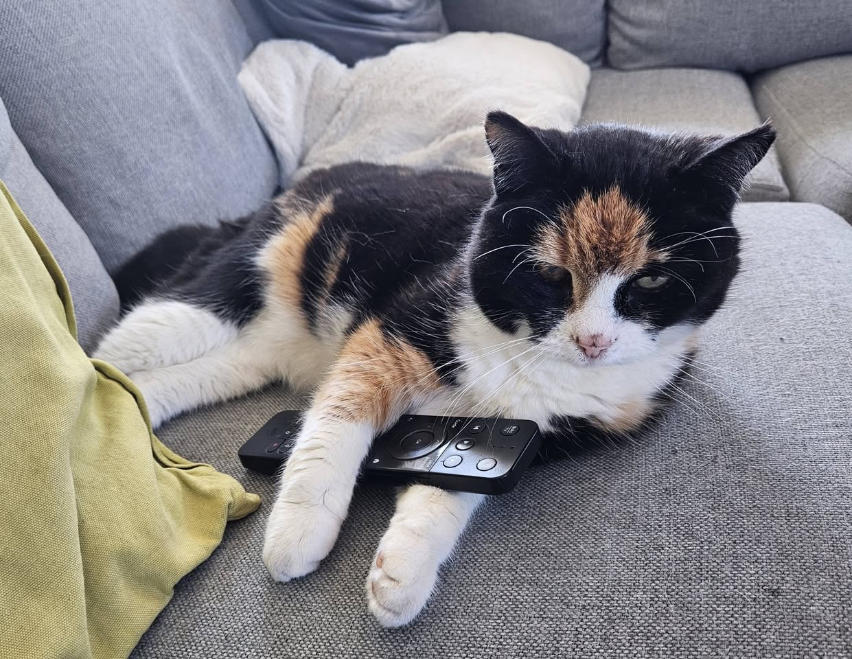 Lost Cat in Halden