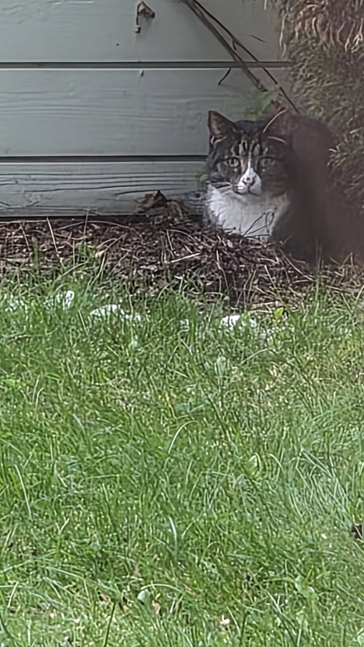 Found cat
