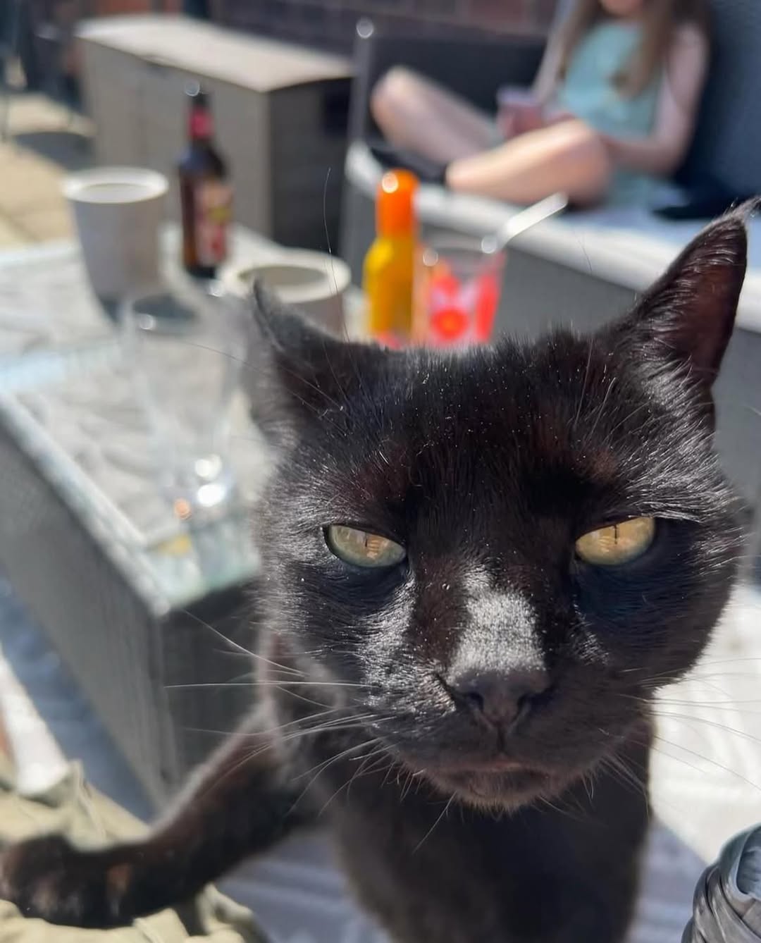 Lost Cat in Manchester