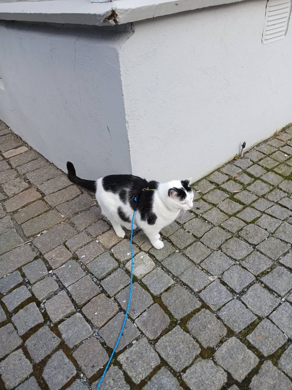 Lost Cat in Halden