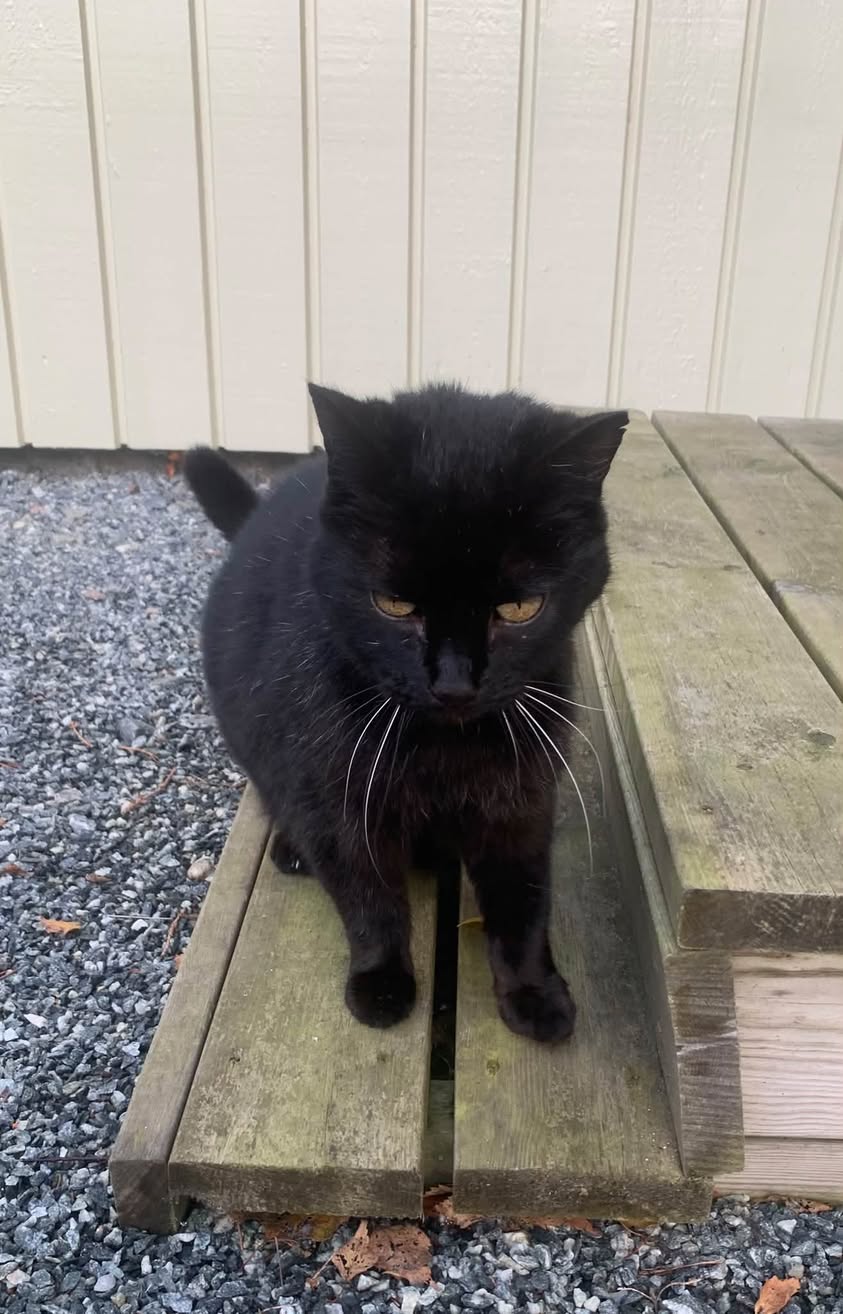 Found cat