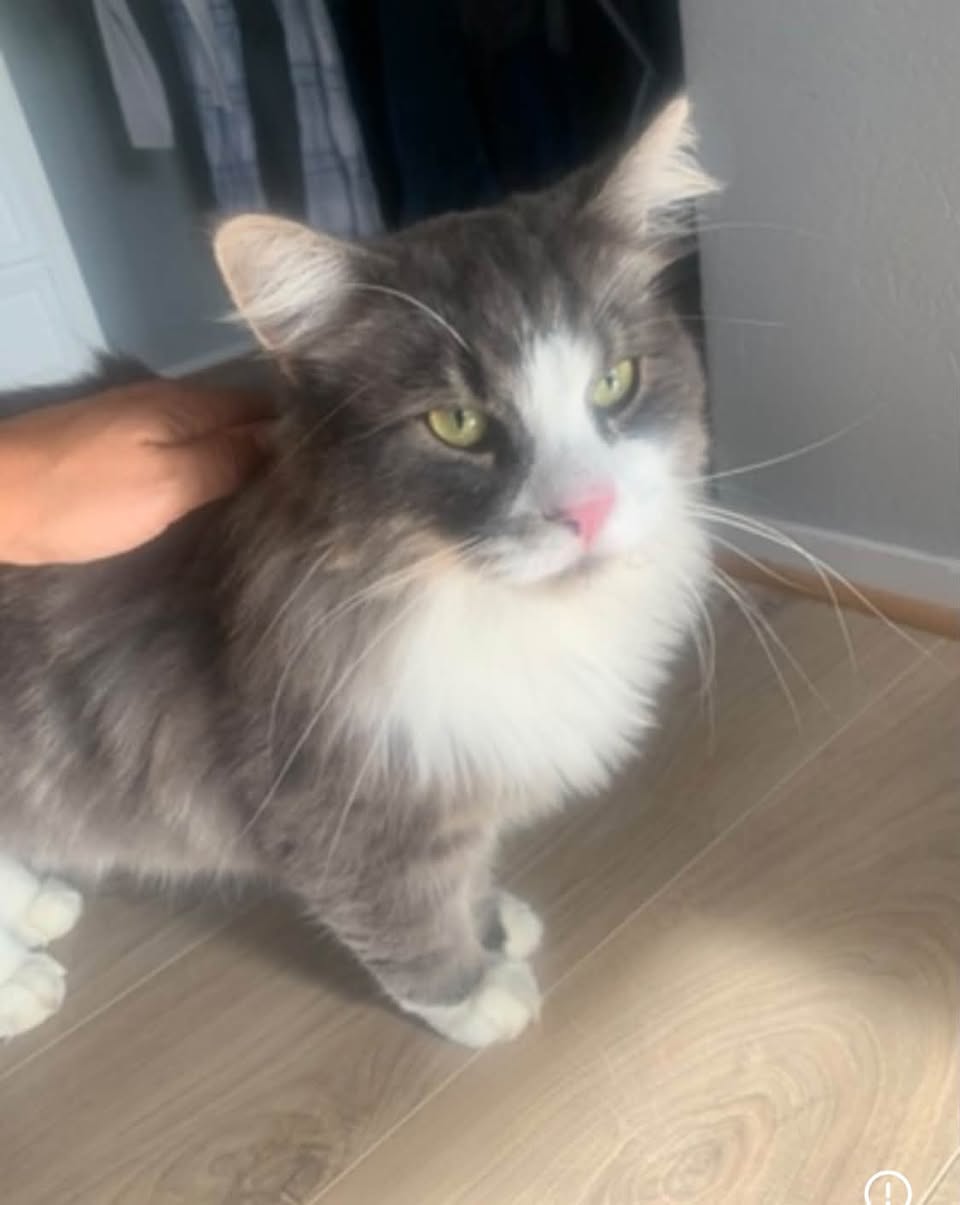 Lost cat