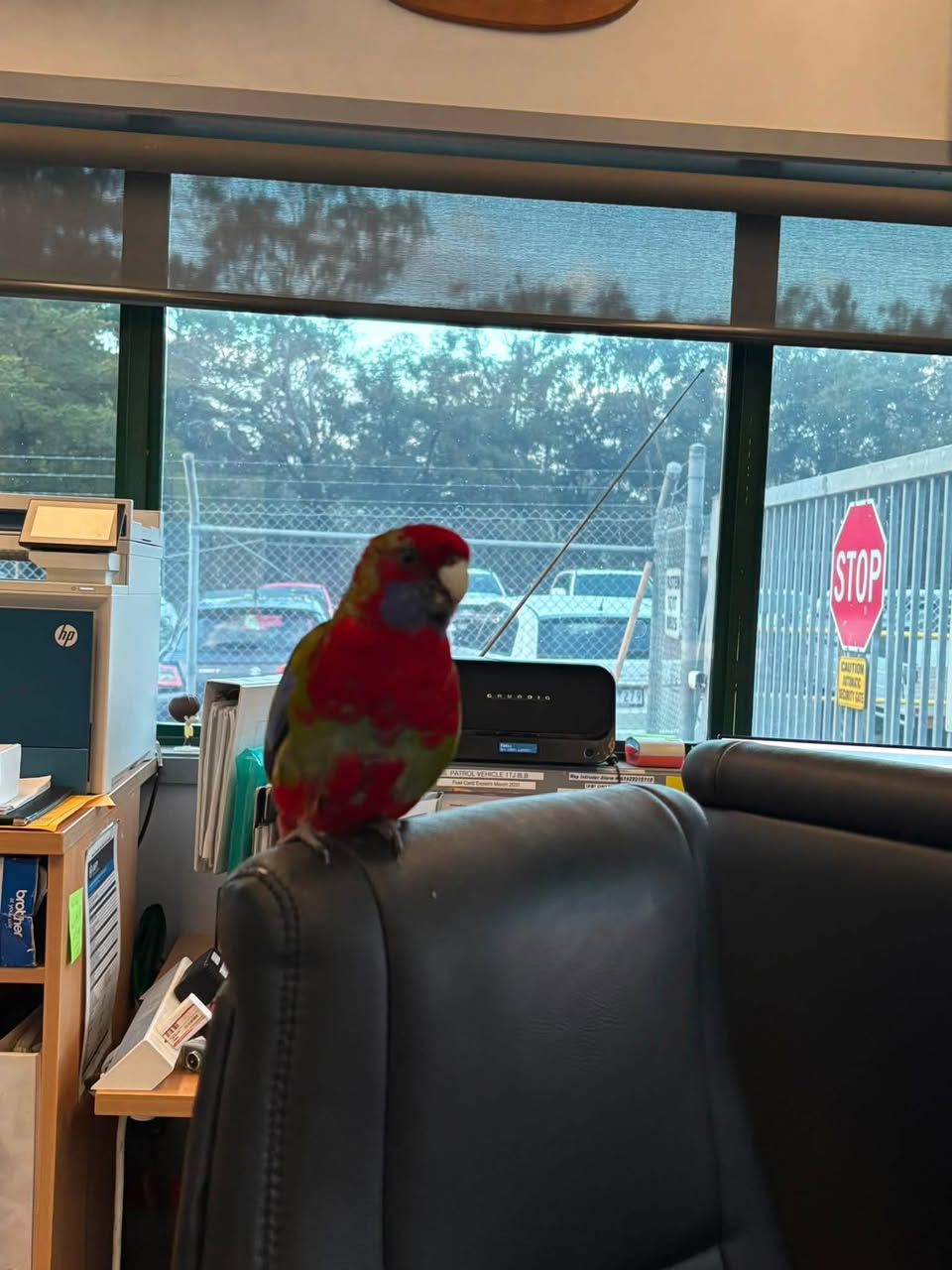 Found bird