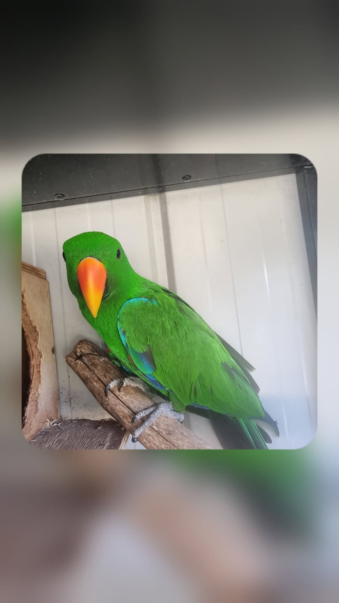 Lost bird