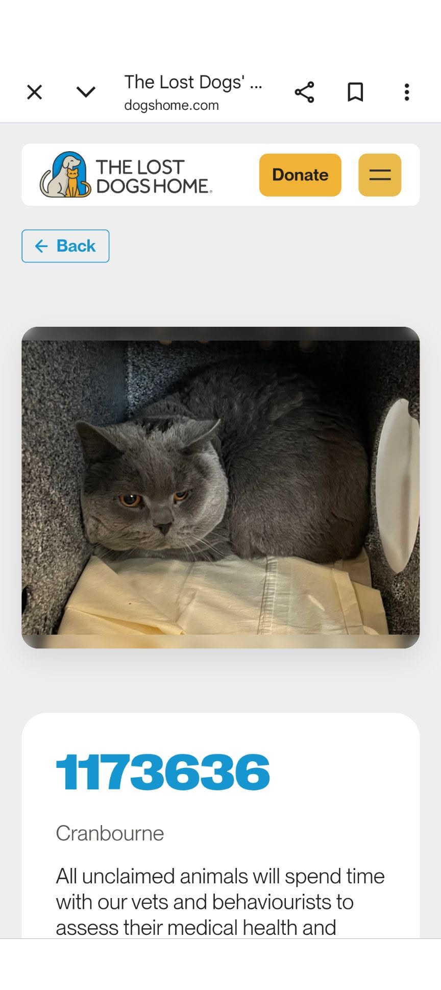 Found cat