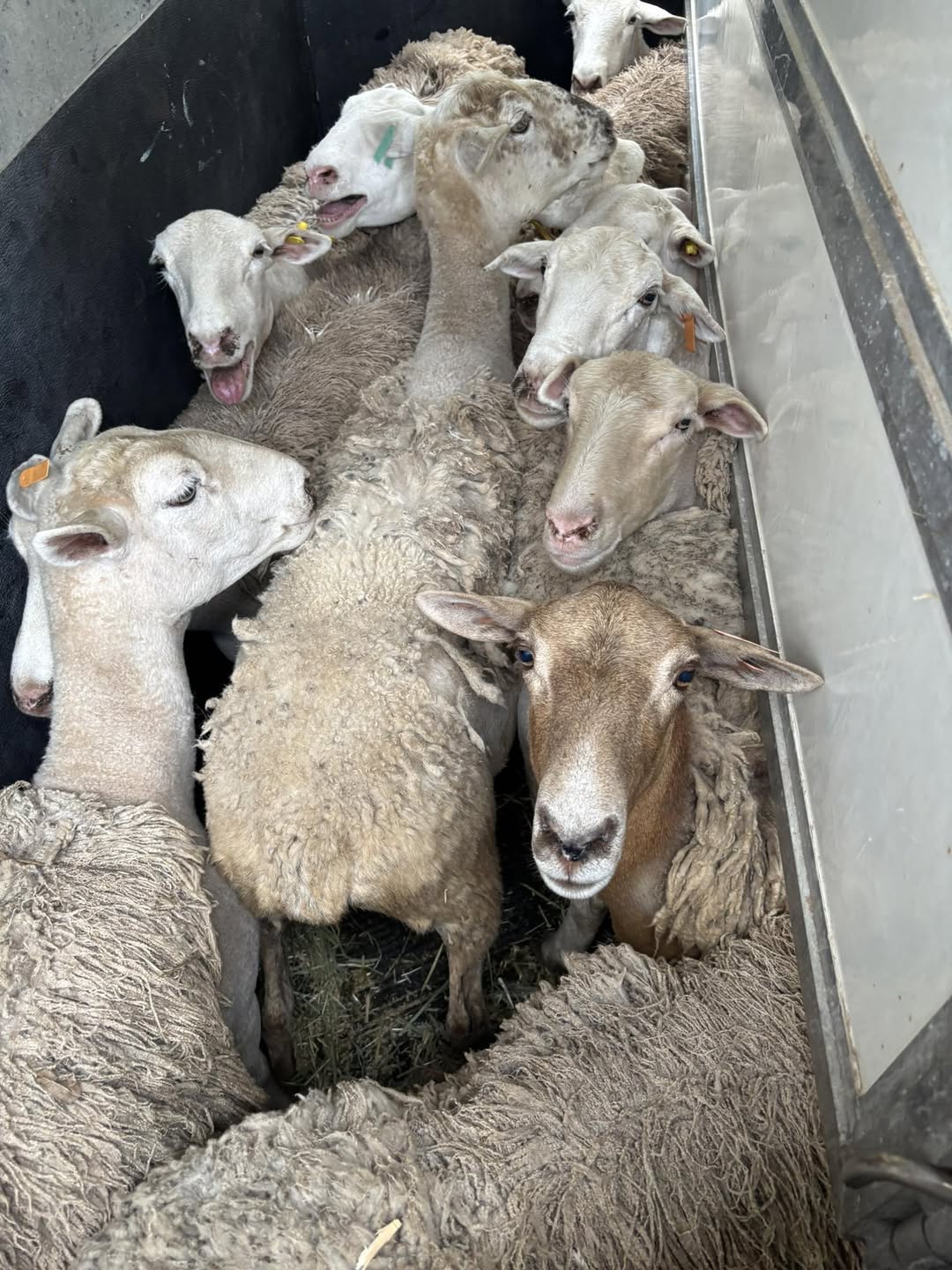 Lost Sheep in Omaopio