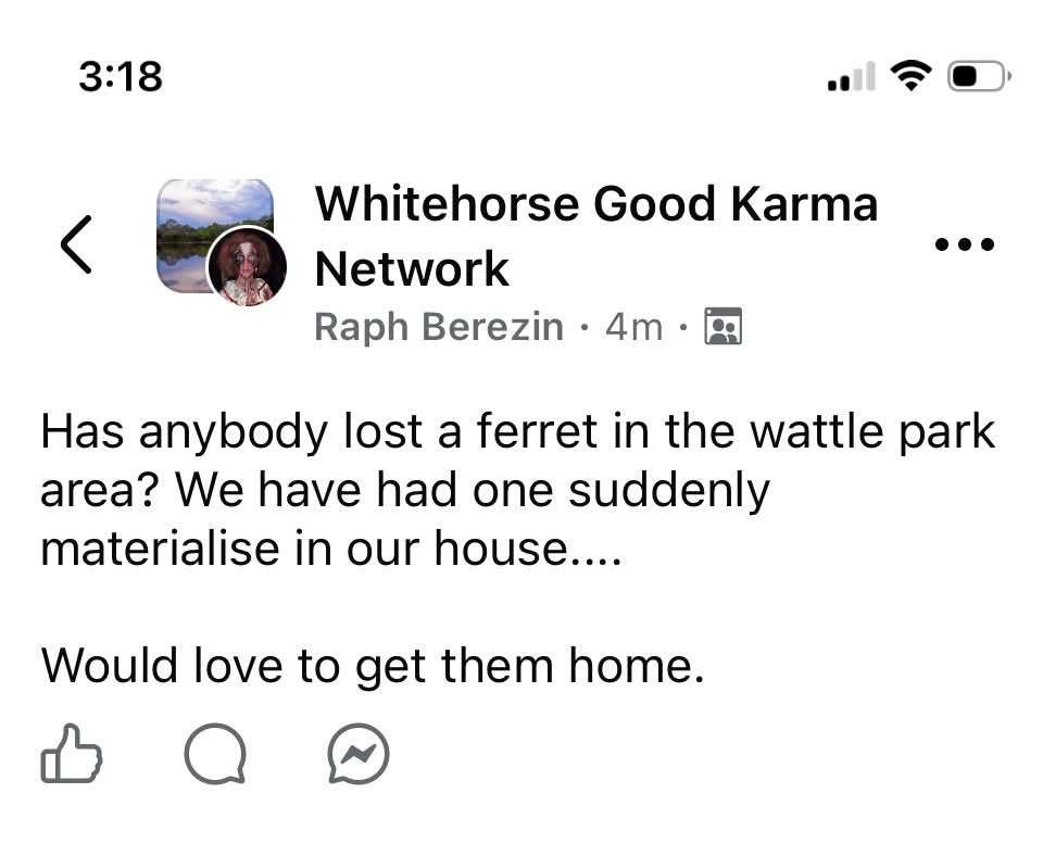 Found ferret