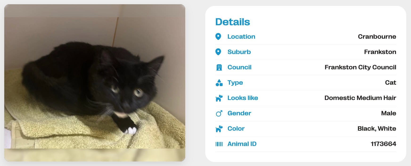 Found cat