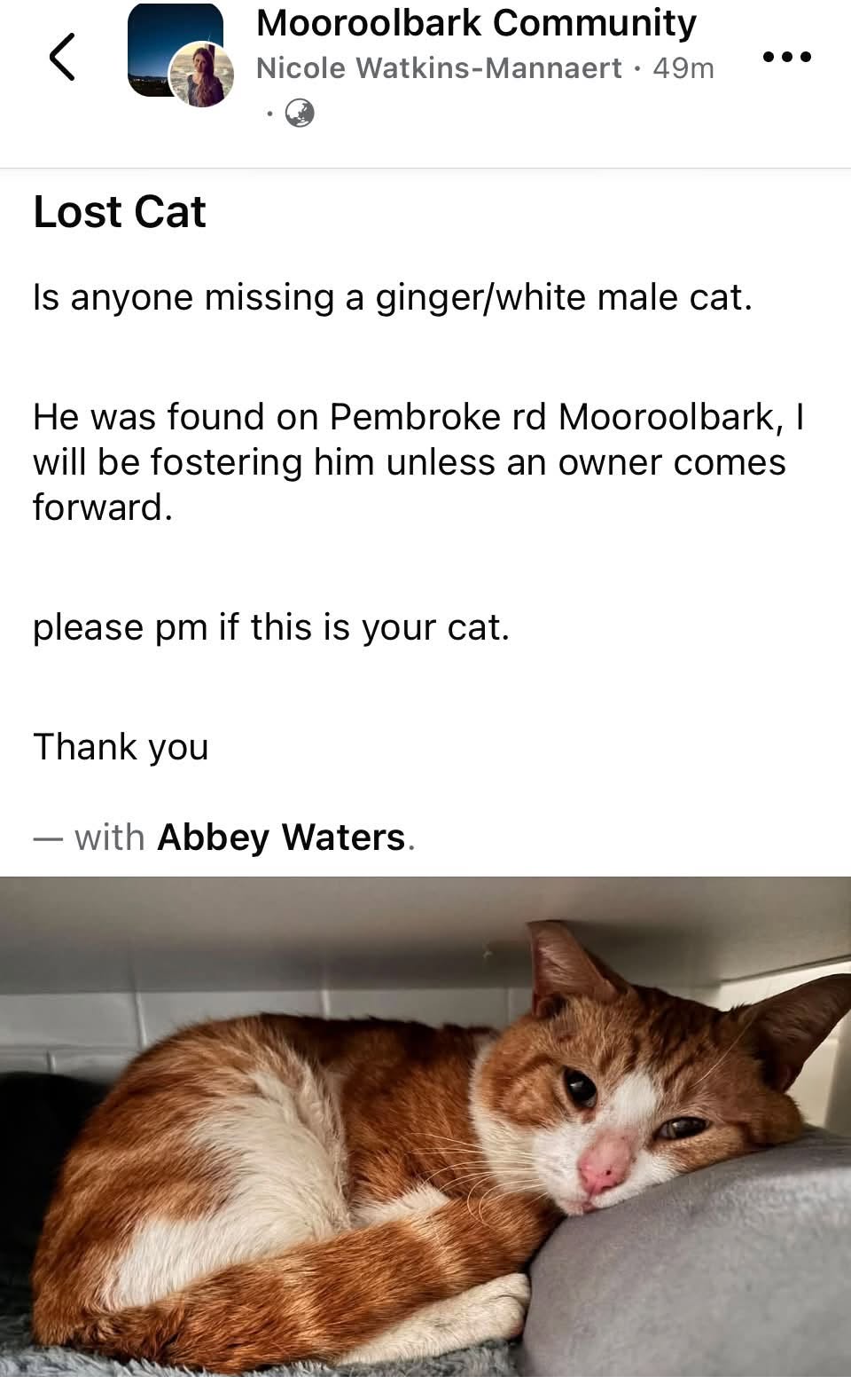 Found cat