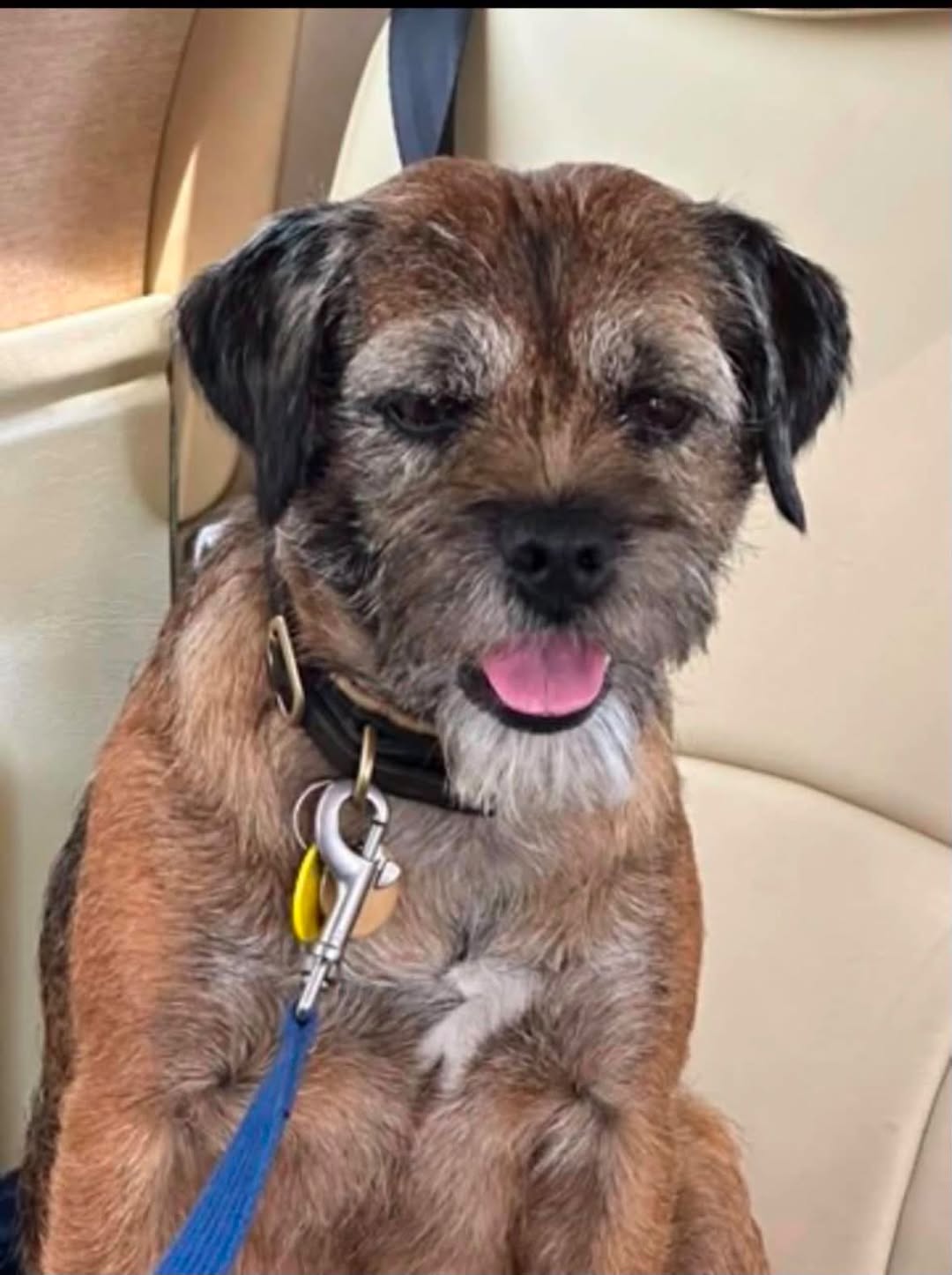 Lost dog