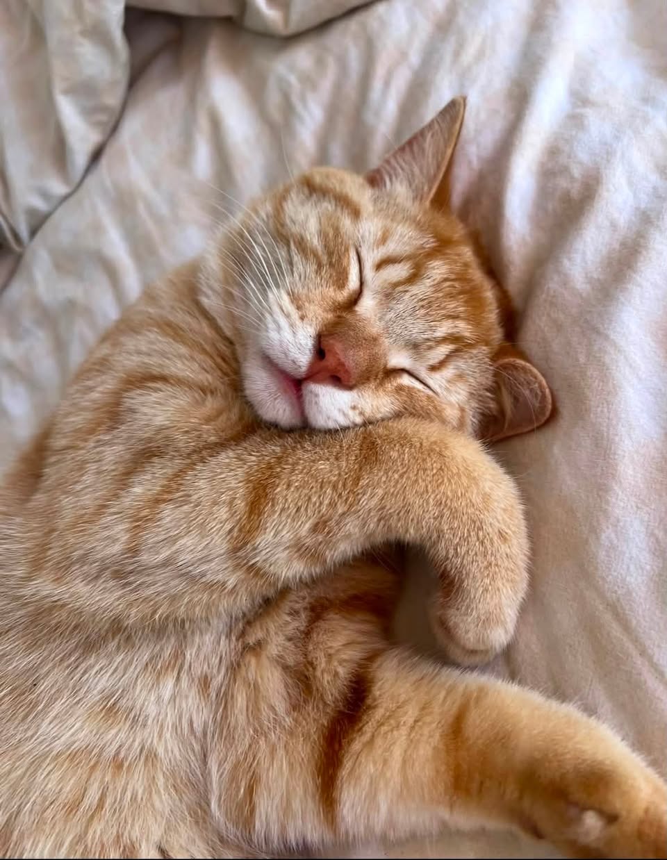 Lost cat