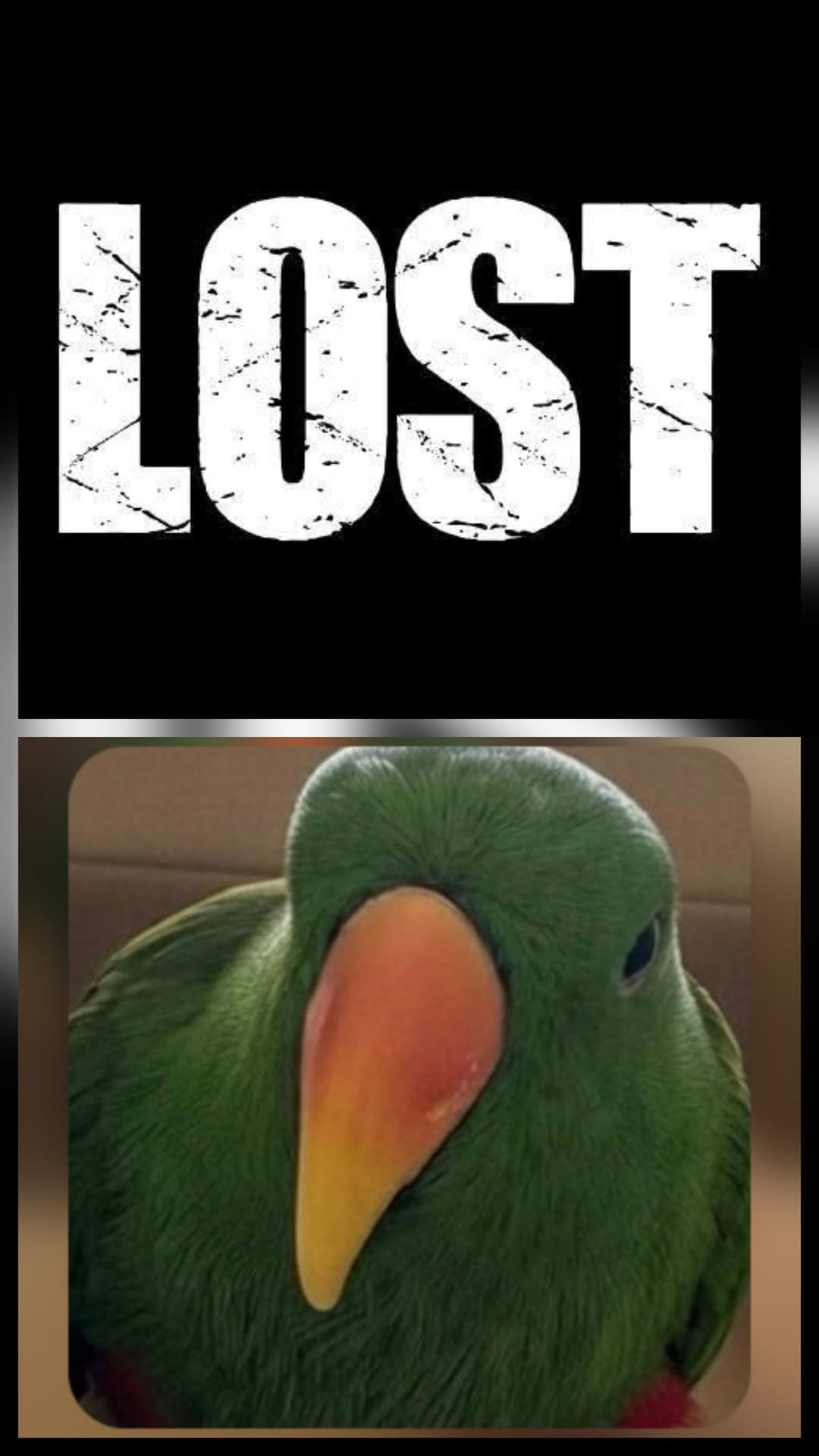 Lost bird
