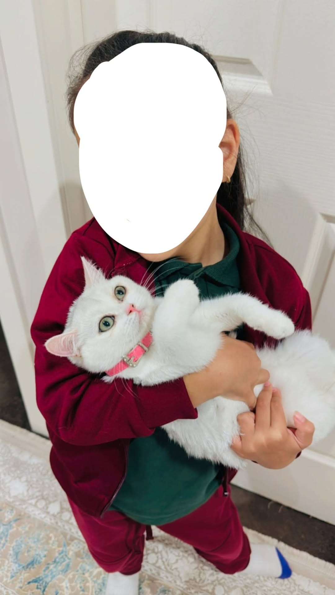Lost cat
