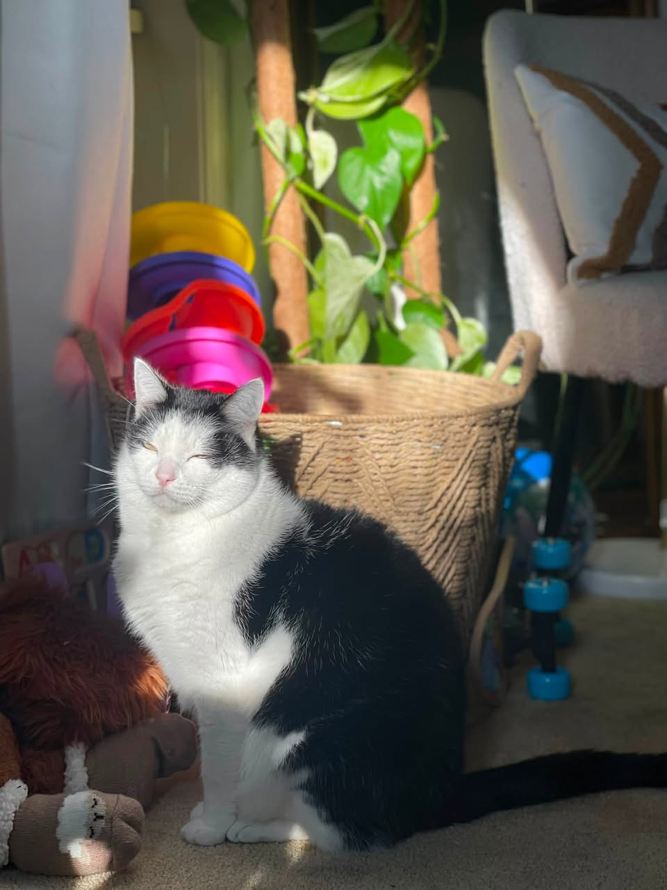 Lost cat
