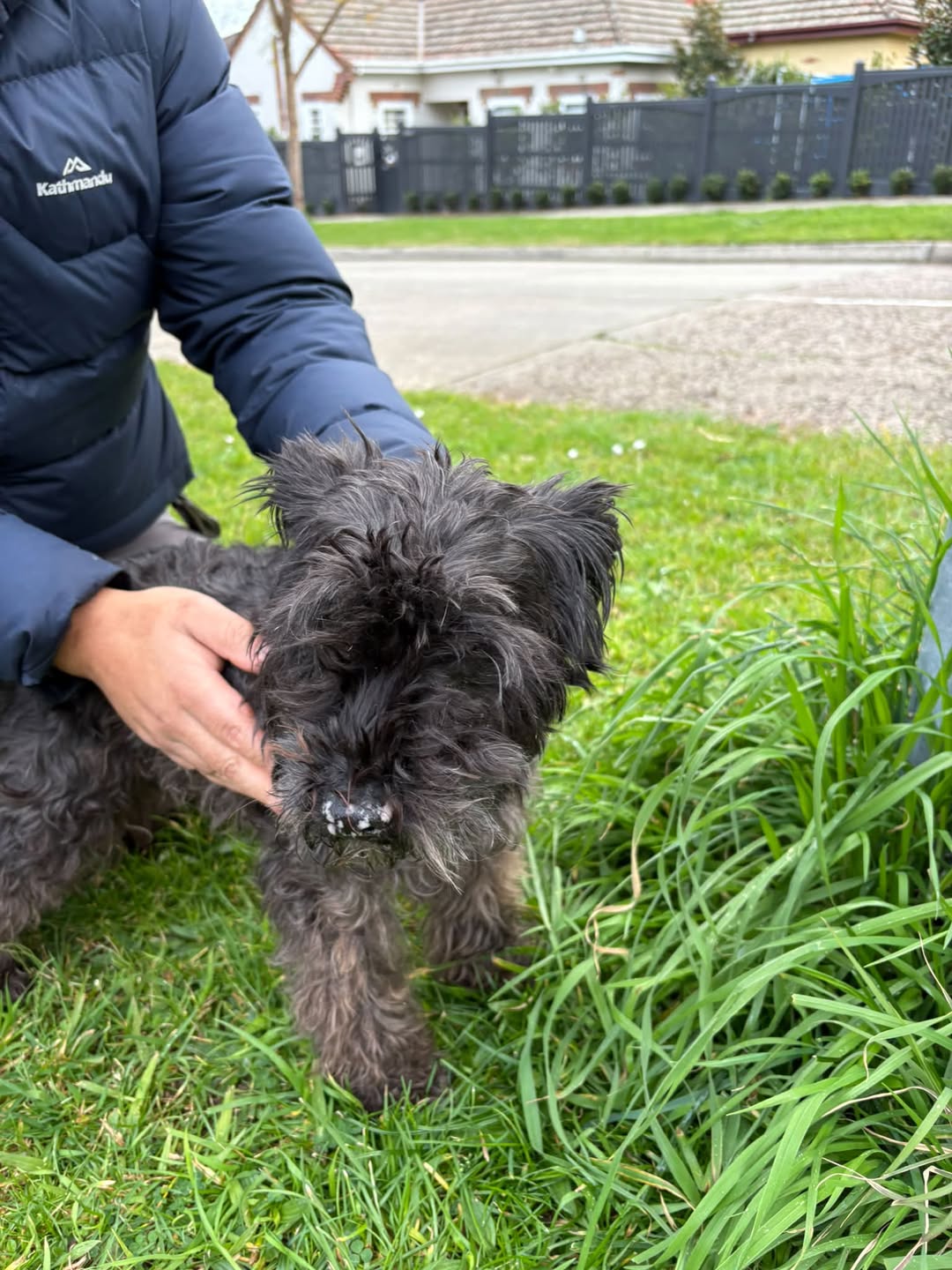 Found dog