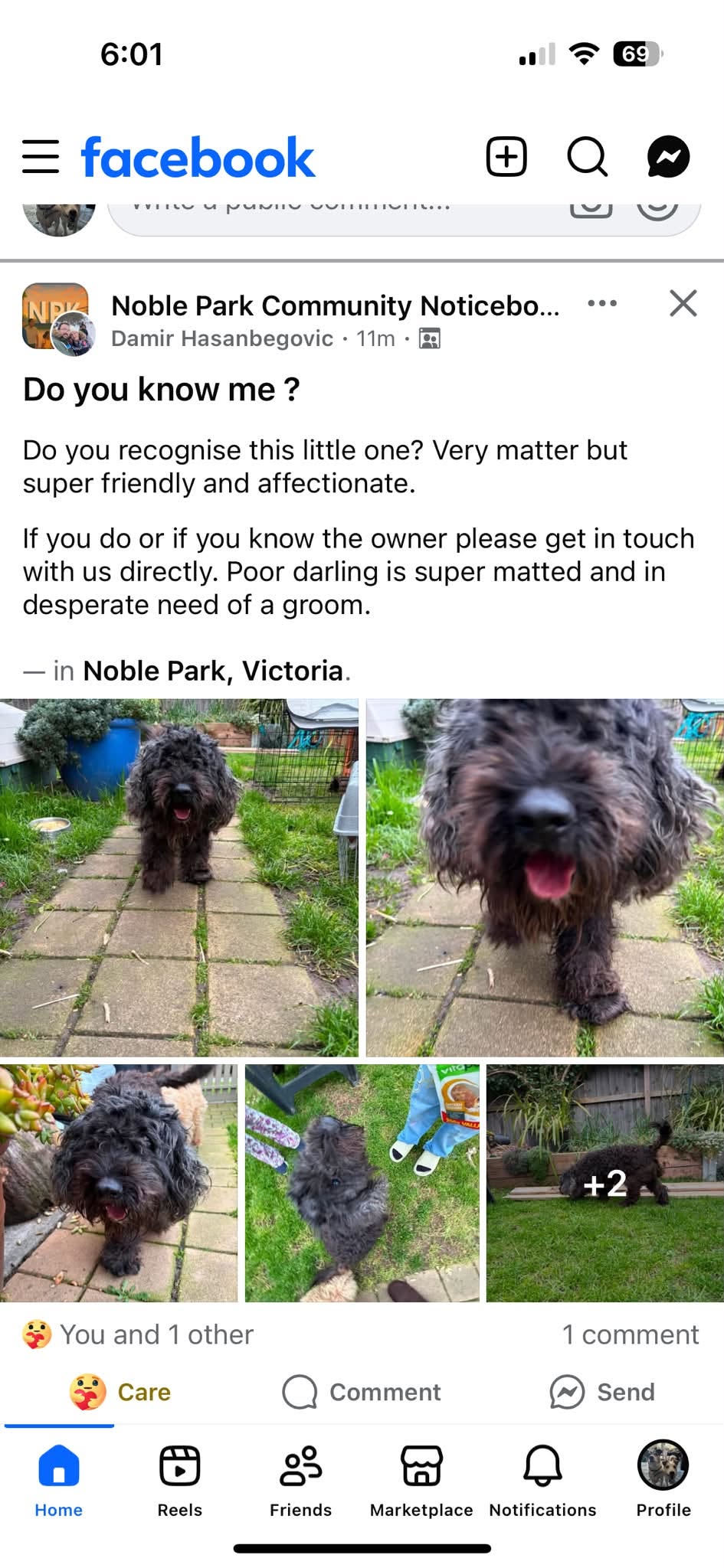 Found dog