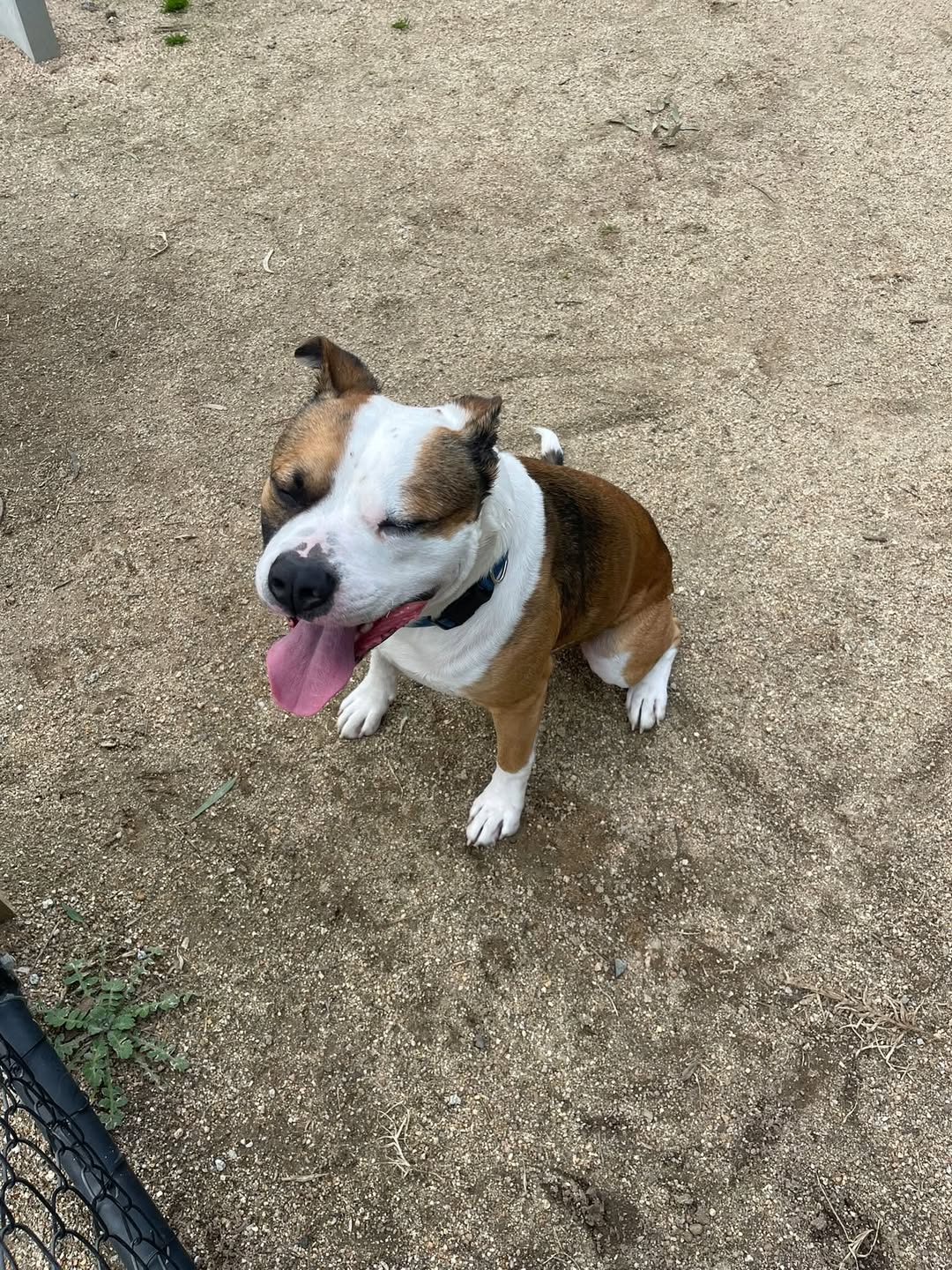 Found dog