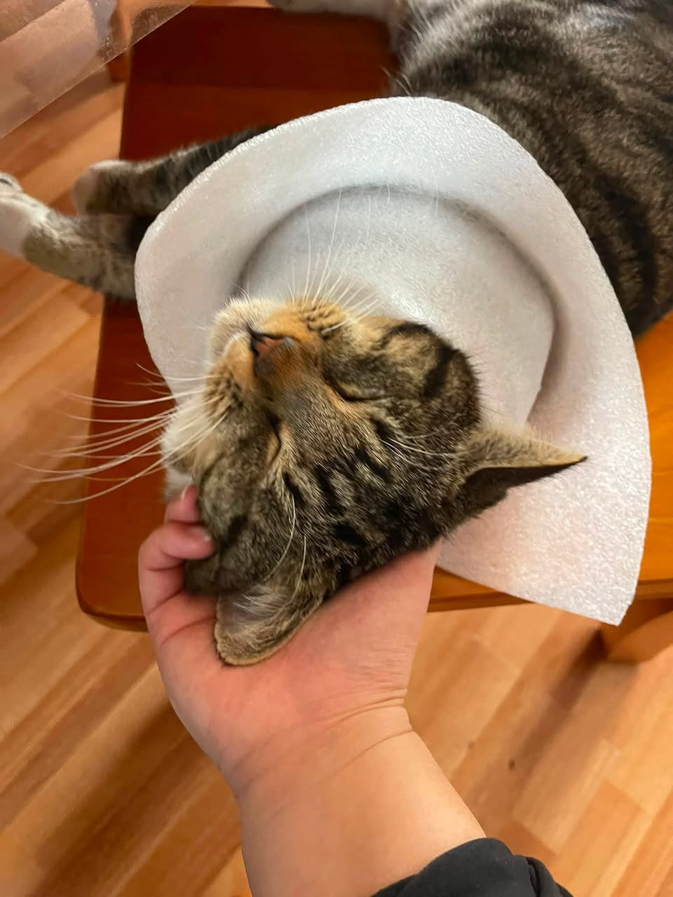 Lost cat