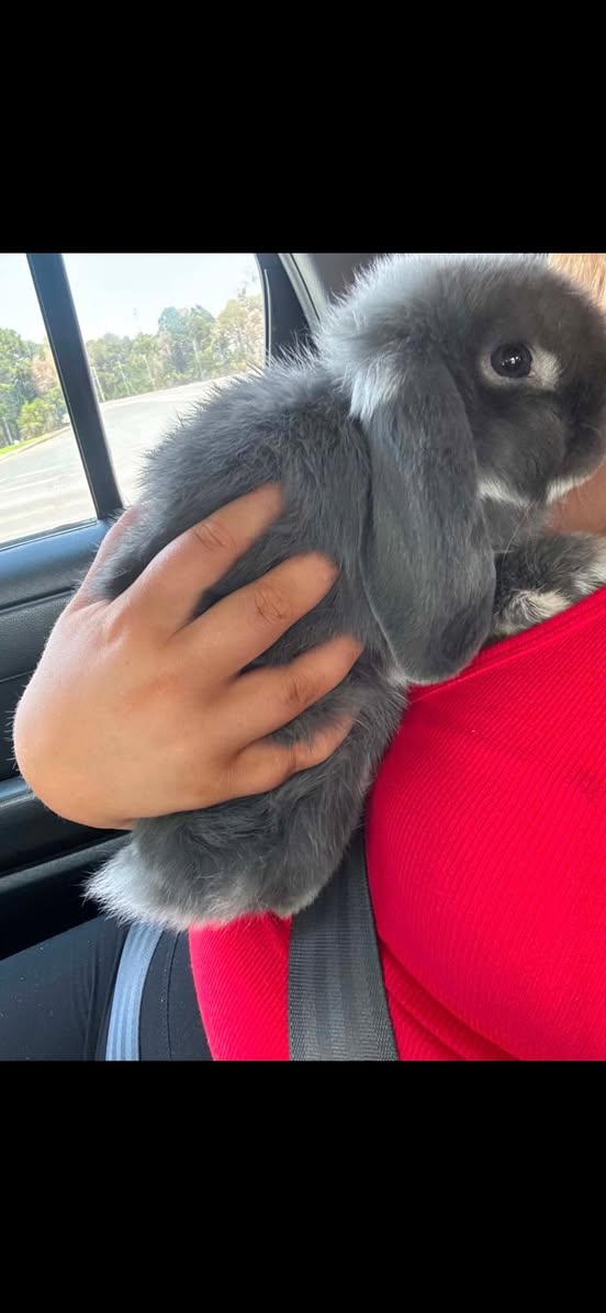 Lost rabbit