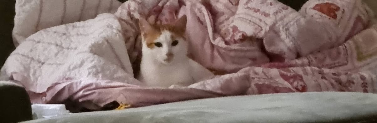 Lost cat