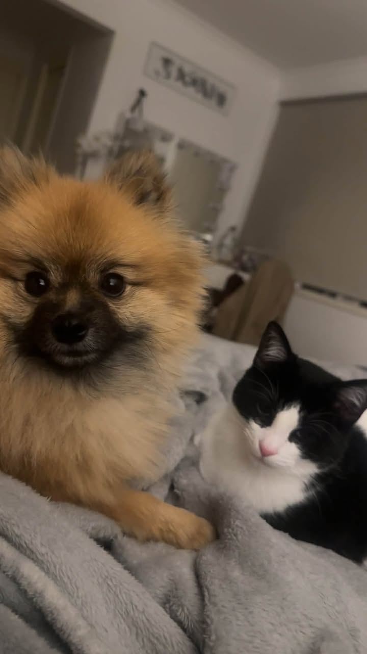 Lost dog