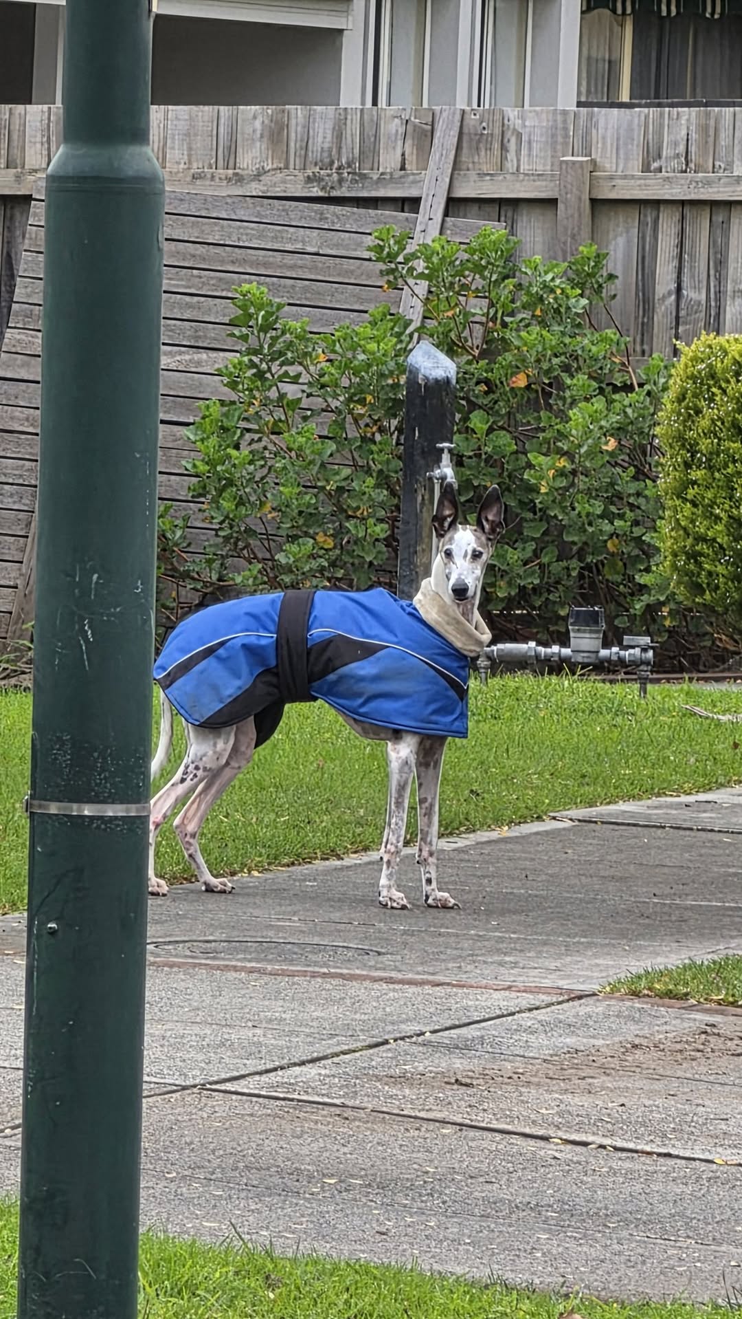 Found dog