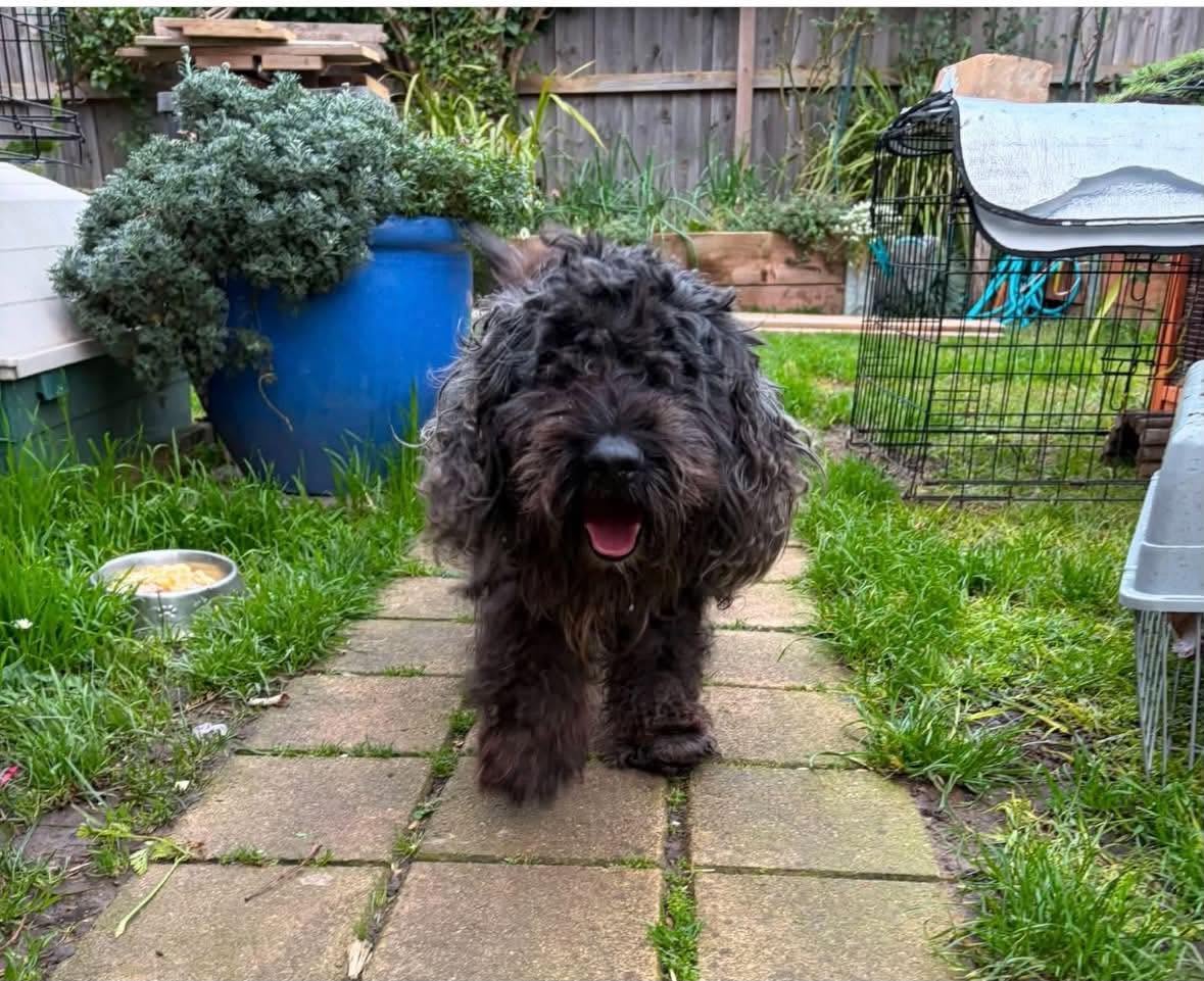 Found dog