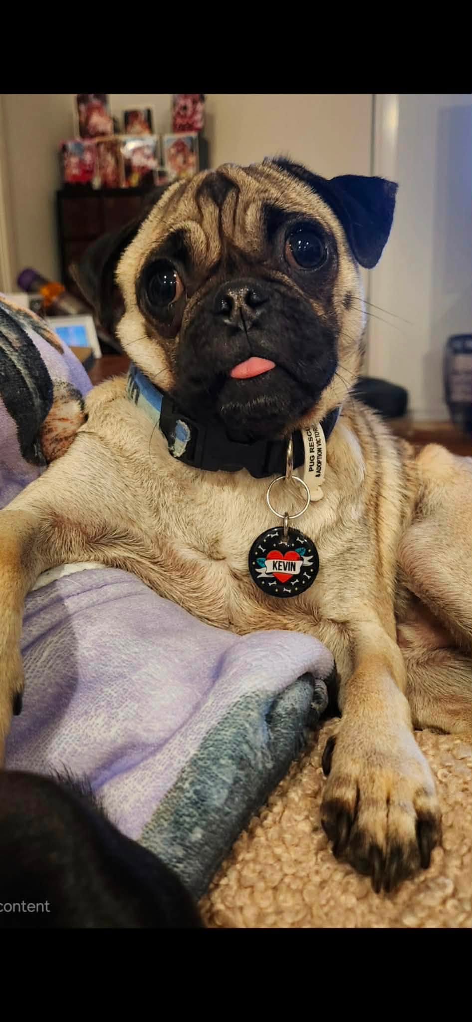 Lost dog