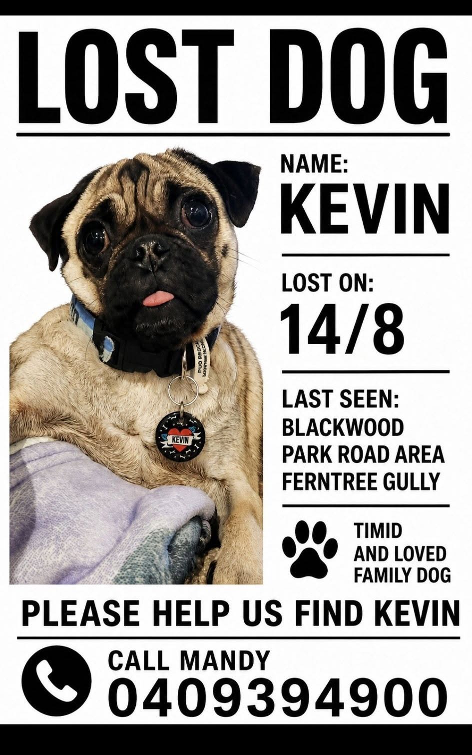 Lost dog