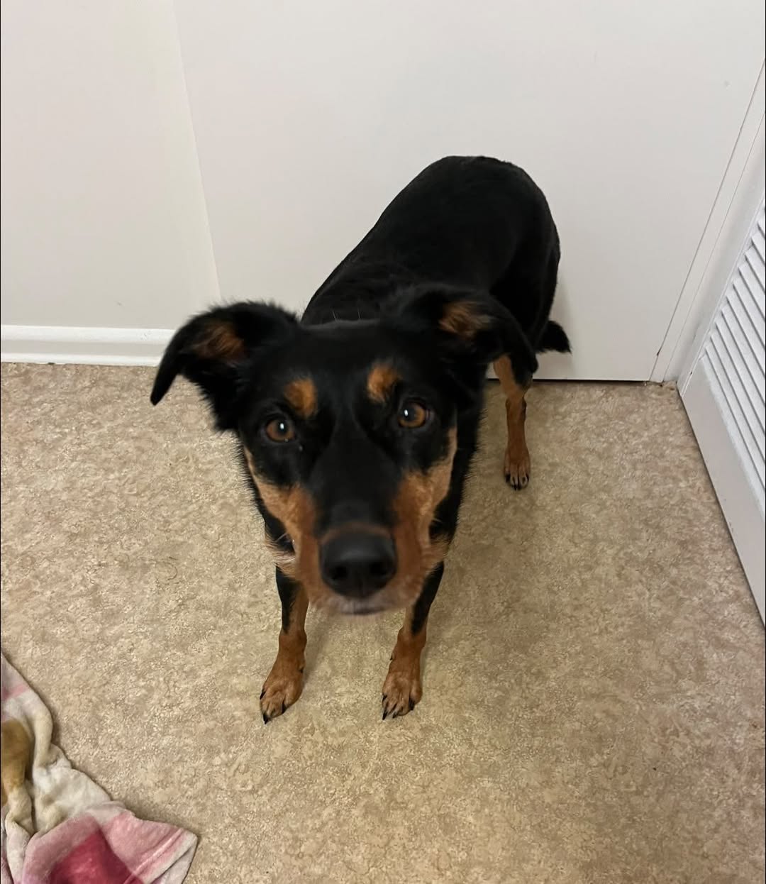 Found dog