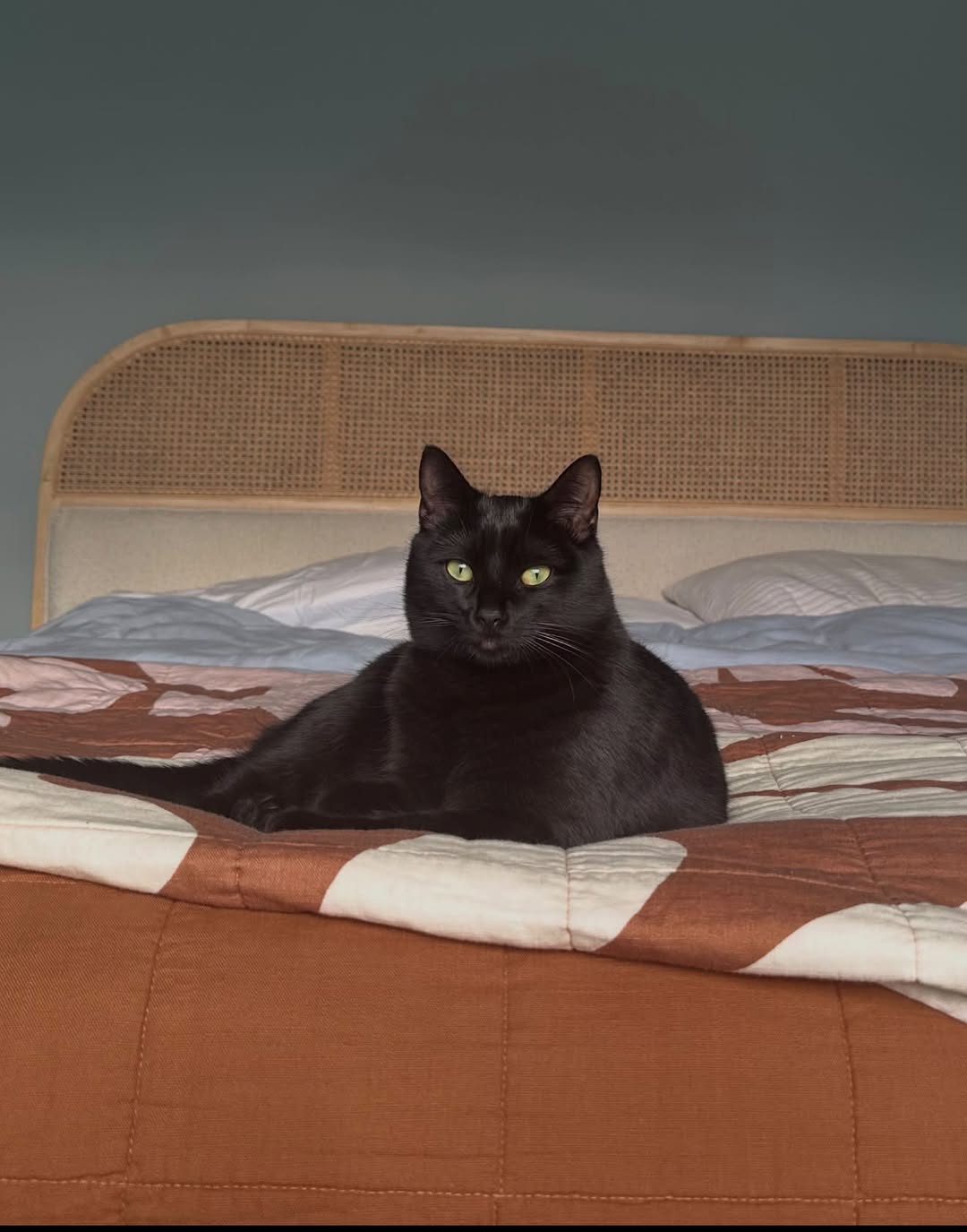 Lost cat