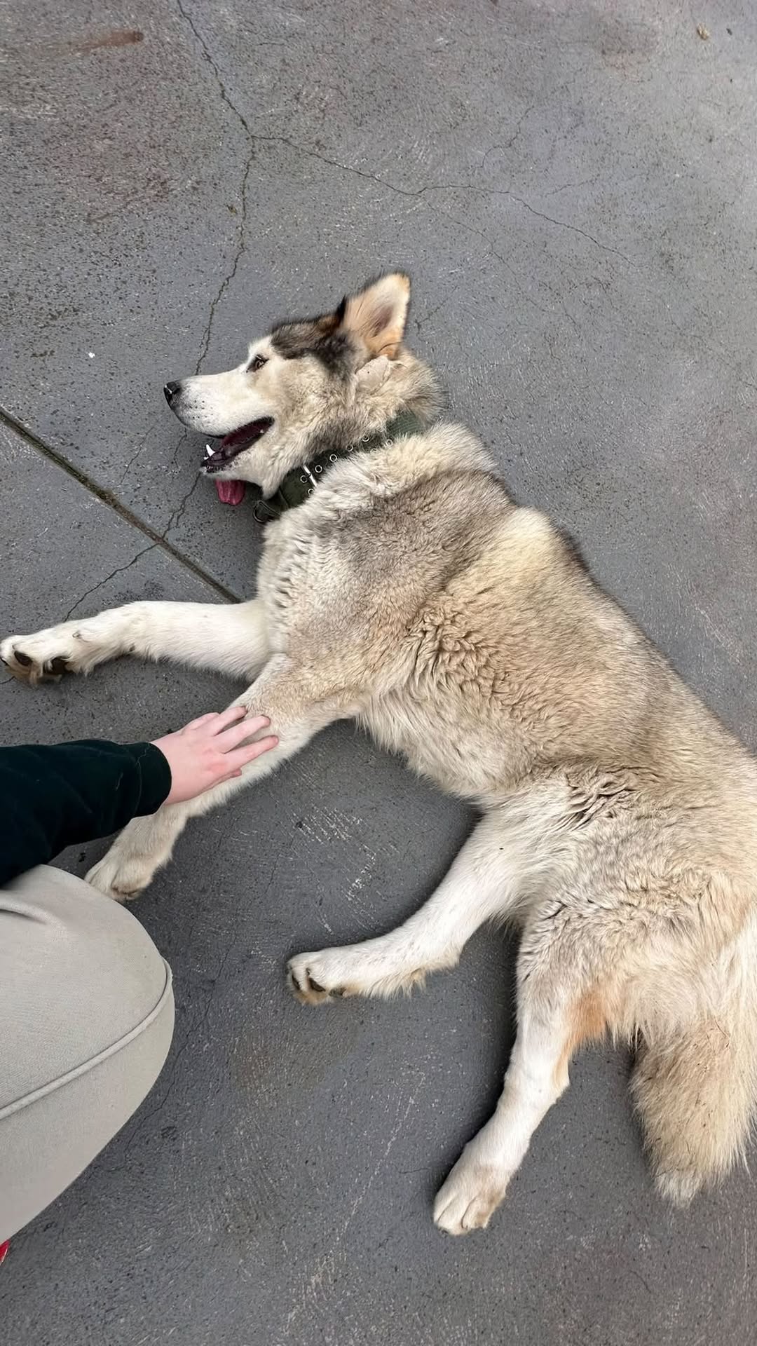 Found dog