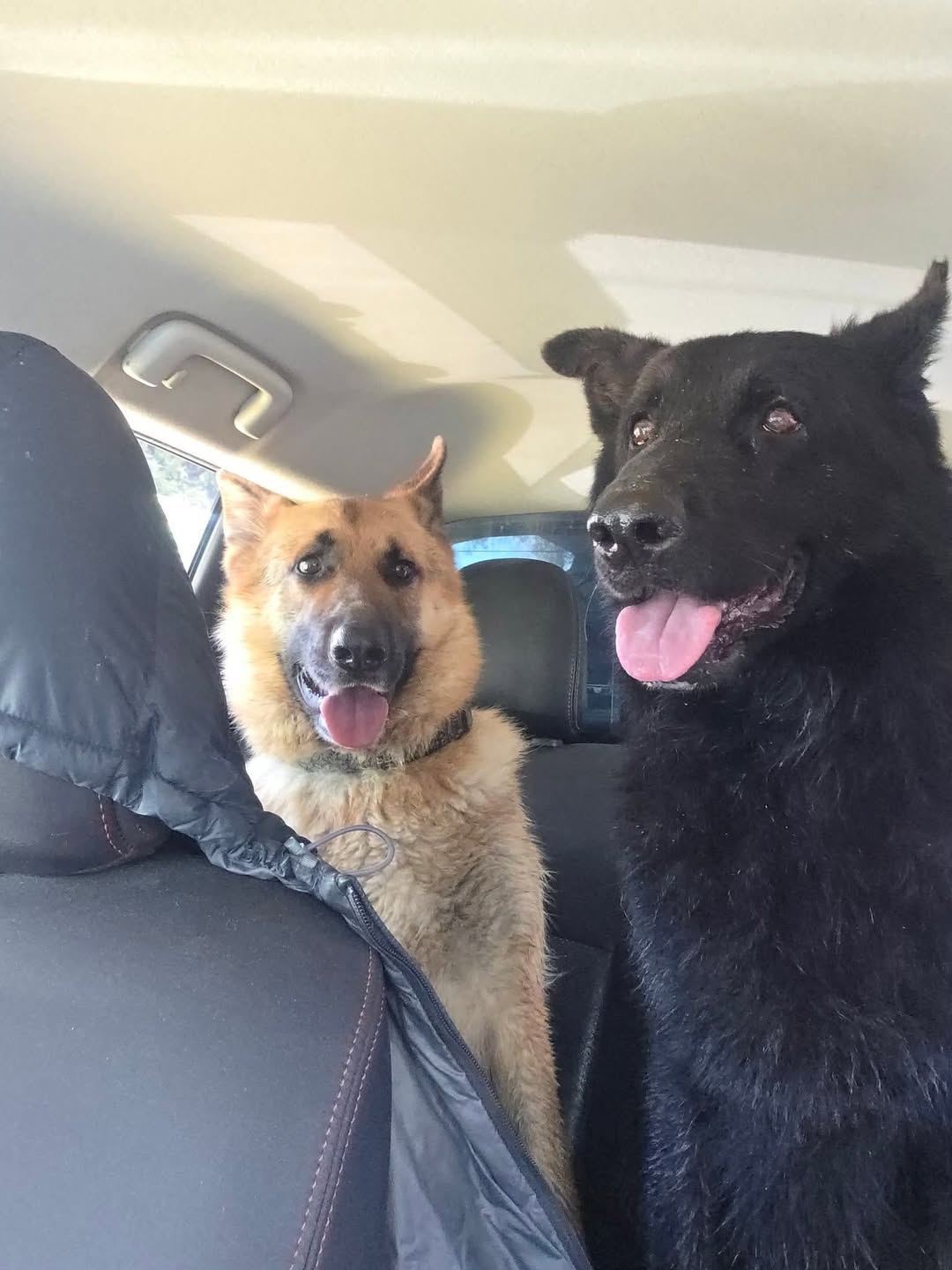 Found Dog in Cranbourne