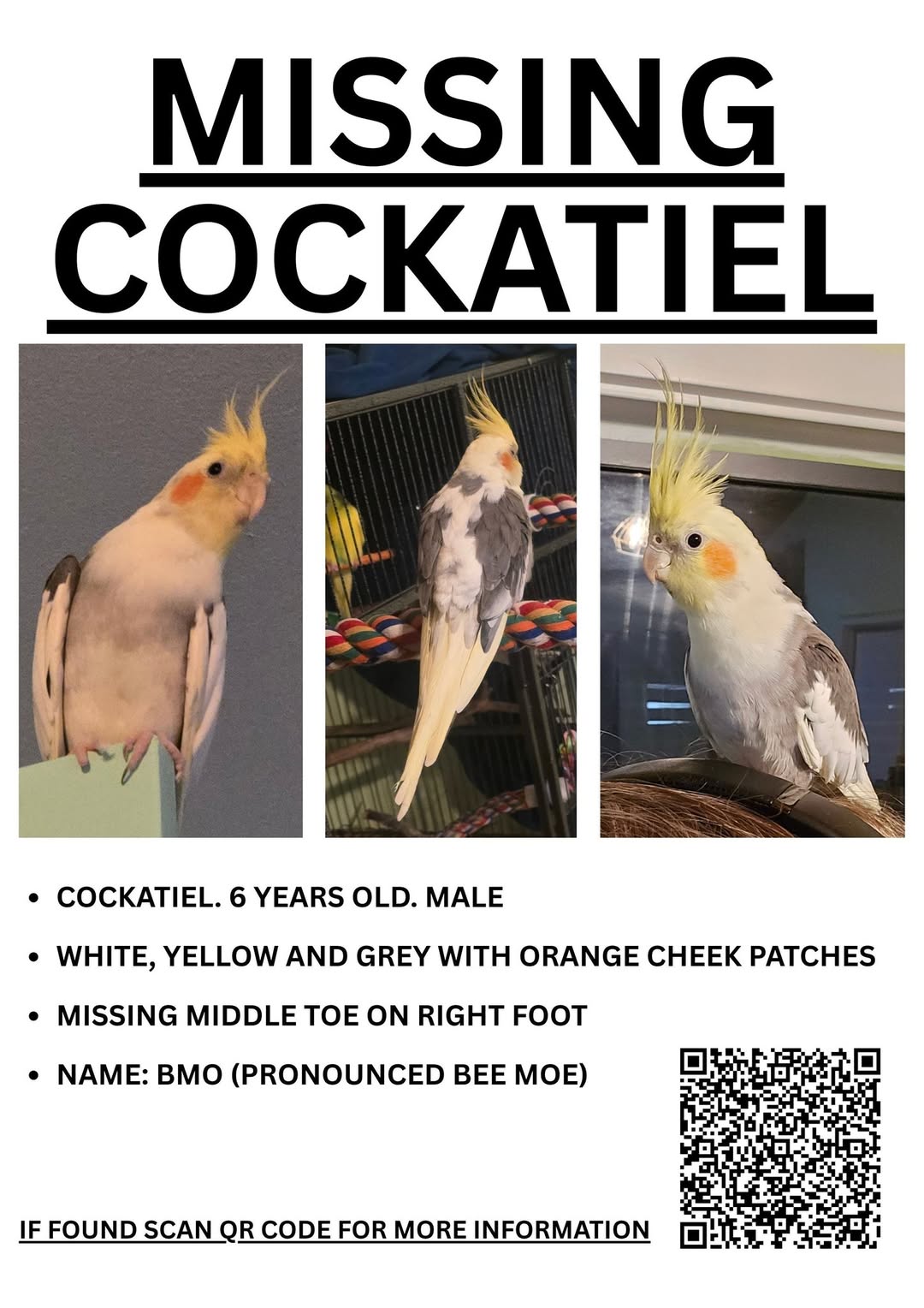 Lost bird