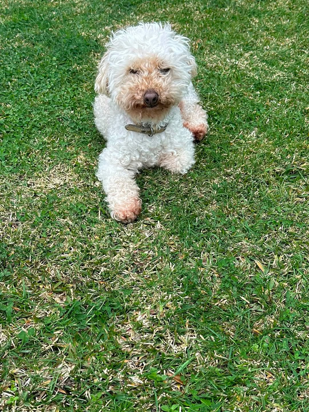 Found dog