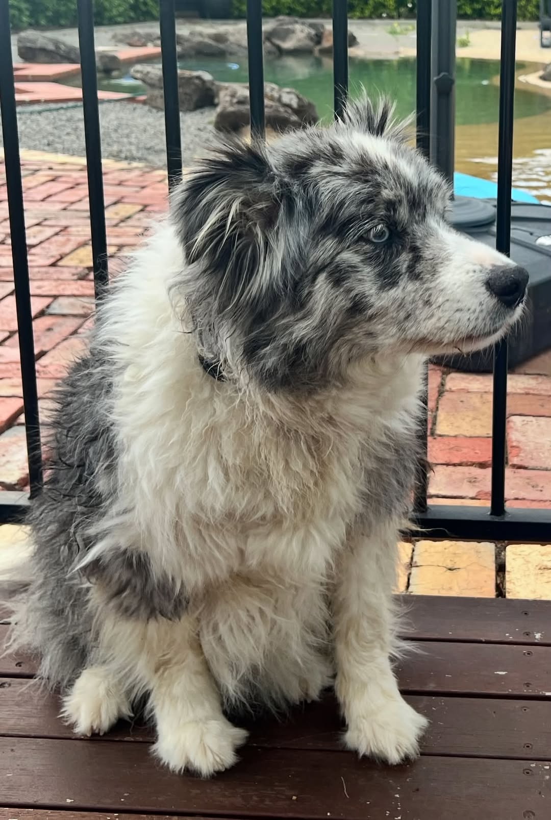 Lost dog