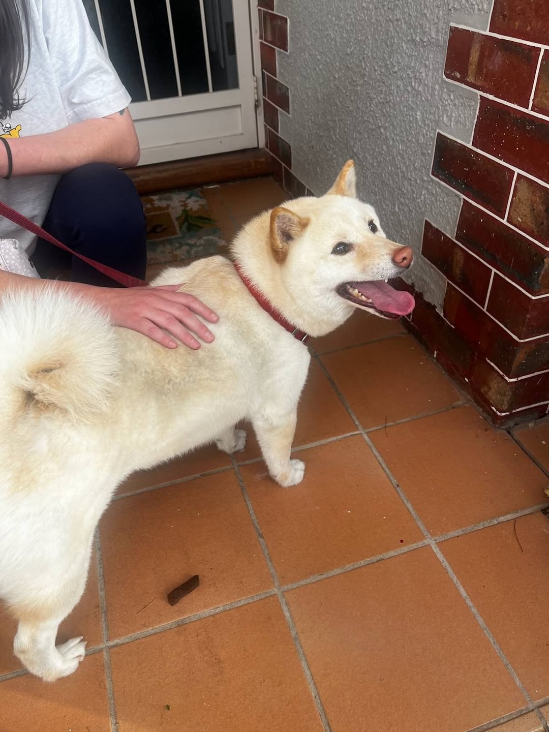Found dog