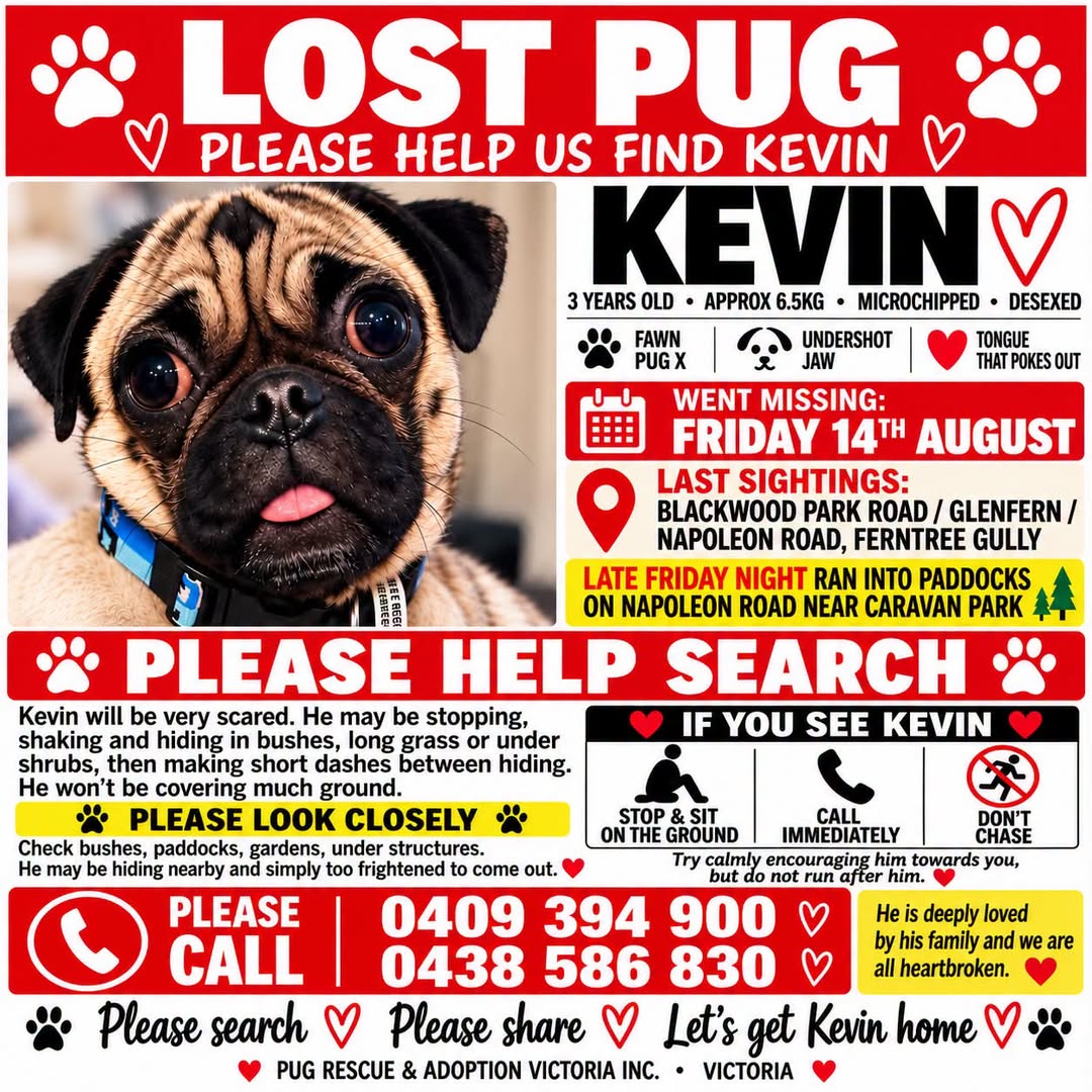 Lost Dog in Ferntree Gully